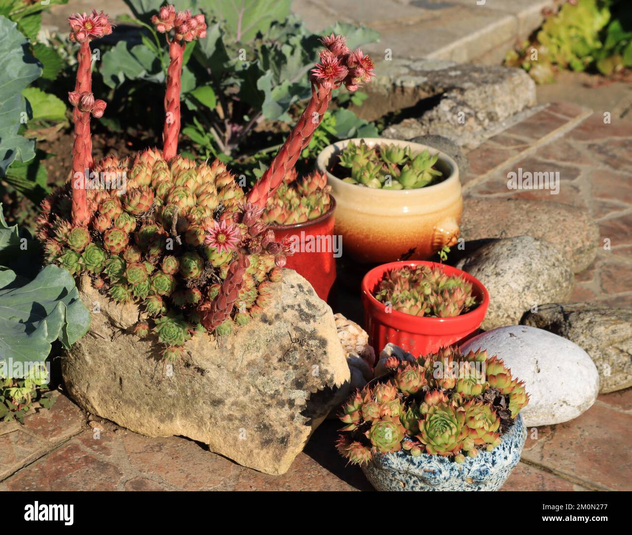 Coupez les fleurs dans de petits pots dans le jardin d'été Banque D'Images