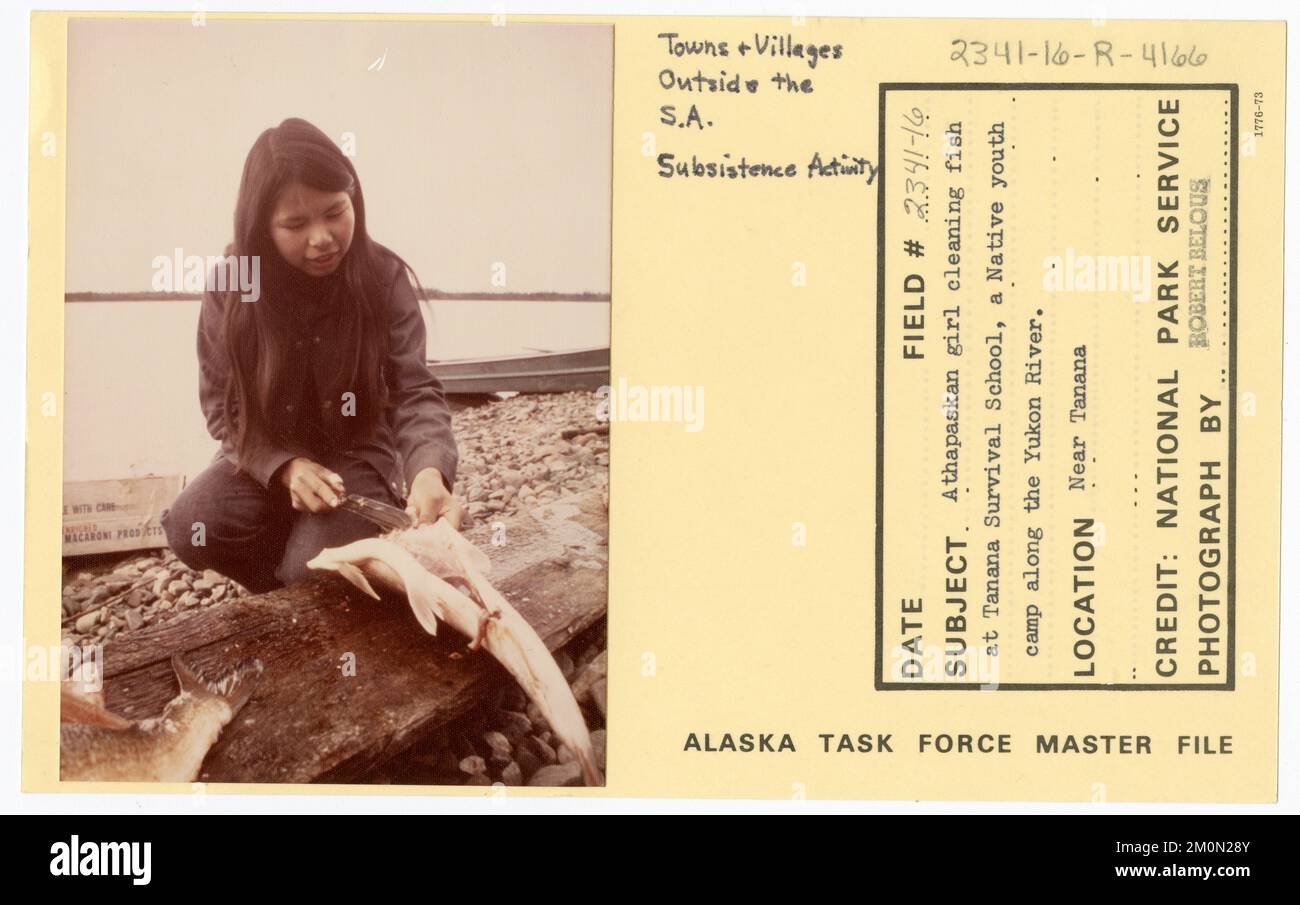 Une fille athapaskan nettoie le poisson à l'école de survie Tanana, un camp de jeunes autochtones le long du fleuve Yukon. Photographies du Groupe de travail de l'Alaska Banque D'Images