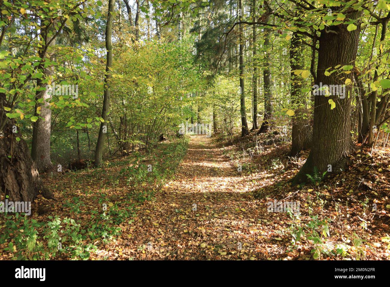 Chemin dans les arrière-plans photo de la forêt d'automne Banque D'Images