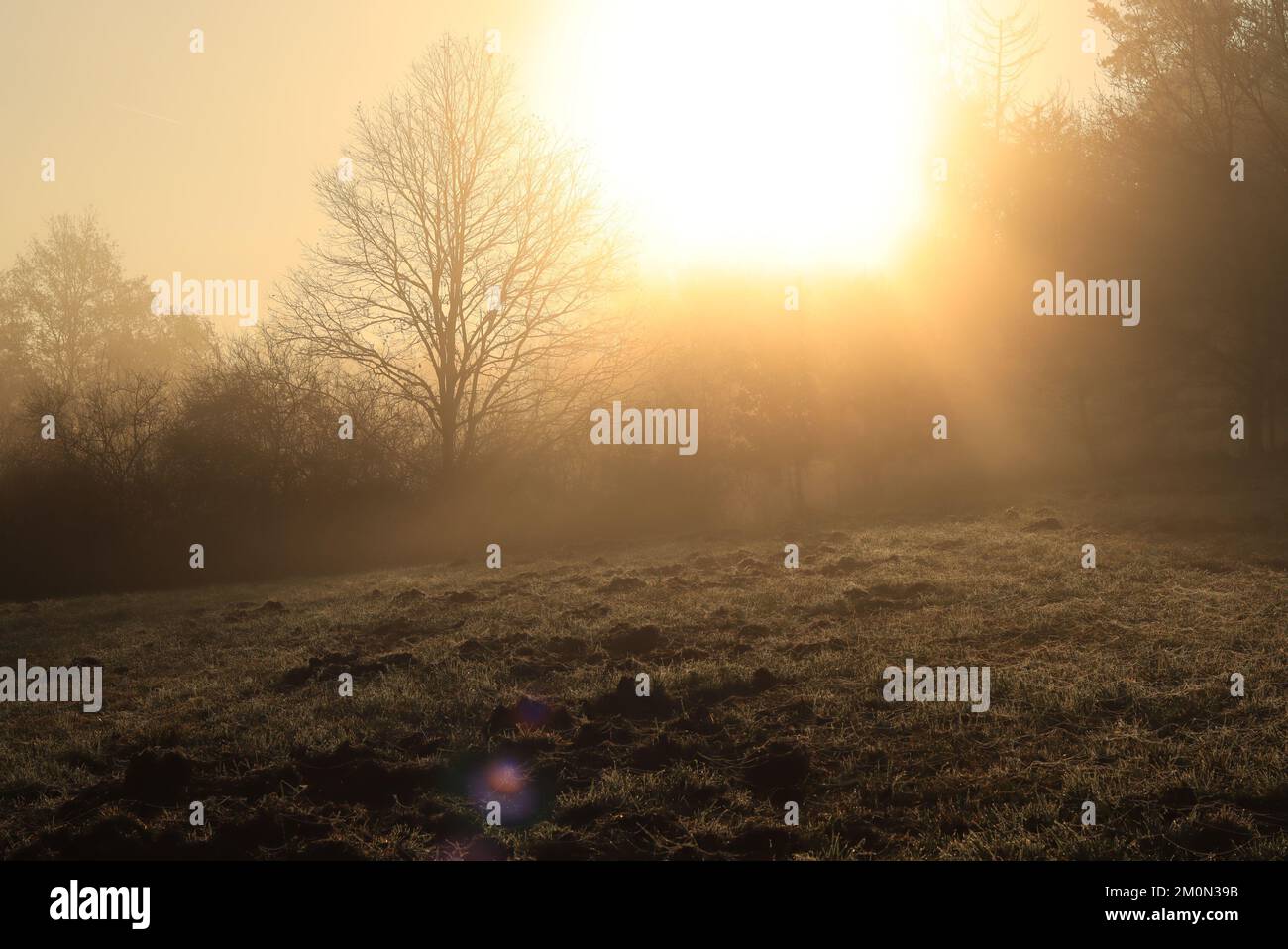 Lever du soleil dans un matin automne forêt photo arrière-plans Banque D'Images