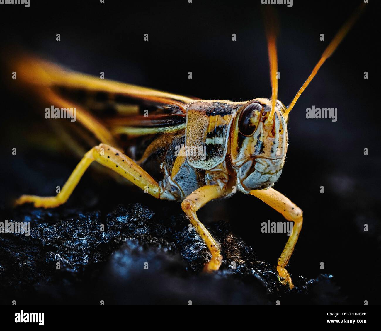 Photo macro d'une sauterelle brune dans l'obscurité Banque D'Images