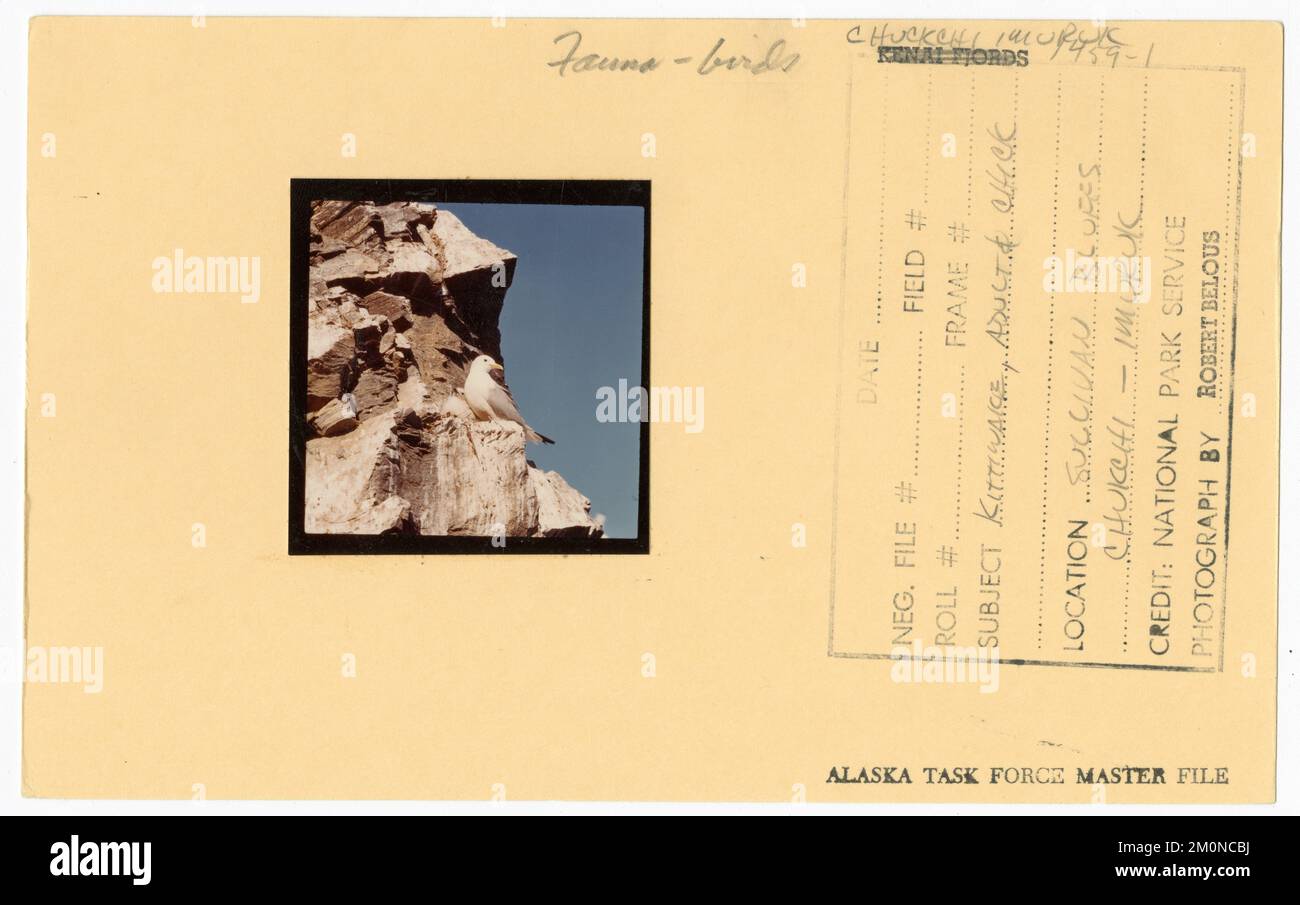 Kittiwake, adulte et poussin. Photographies du Groupe de travail de l'Alaska Banque D'Images