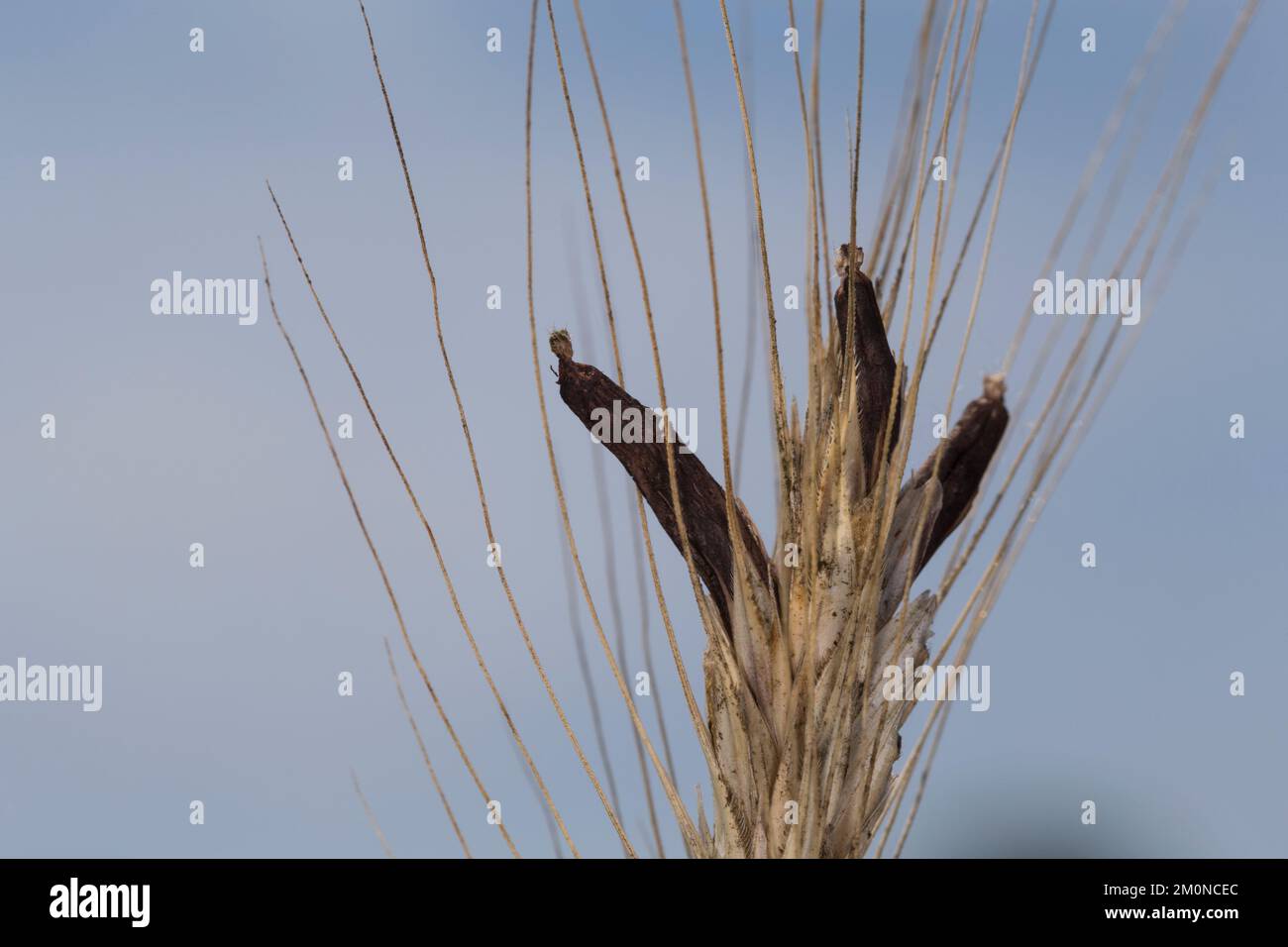 Mutterkorn auf Getreide, Mutterkornpilz, Mutterkorn-Pilz, Getreidepilz, Purpurroter Hahnenpilz, Ergot, Purpurbrauner Mutterkornpilz, Krähenkorn, Gifk Banque D'Images Mutterkorn auf Getreide, Mutterkornpilz, Mutterkorn-Pilz, Getreidepilz, Purpurroter Hahnenpilz, Ergot, Purpurbrauner Mutterkornpilz, Krähenkorn, Gifk Banque D'Images