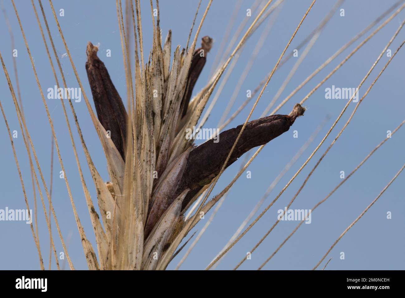 Mutterkorn auf Getreide, Mutterkornpilz, Mutterkorn-Pilz, Getreidepilz, Purpurroter Hahnenpilz, Ergot, Purpurbrauner Mutterkornpilz, Krähenkorn, Gifk Banque D'Images Mutterkorn auf Getreide, Mutterkornpilz, Mutterkorn-Pilz, Getreidepilz, Purpurroter Hahnenpilz, Ergot, Purpurbrauner Mutterkornpilz, Krähenkorn, Gifk Banque D'Images