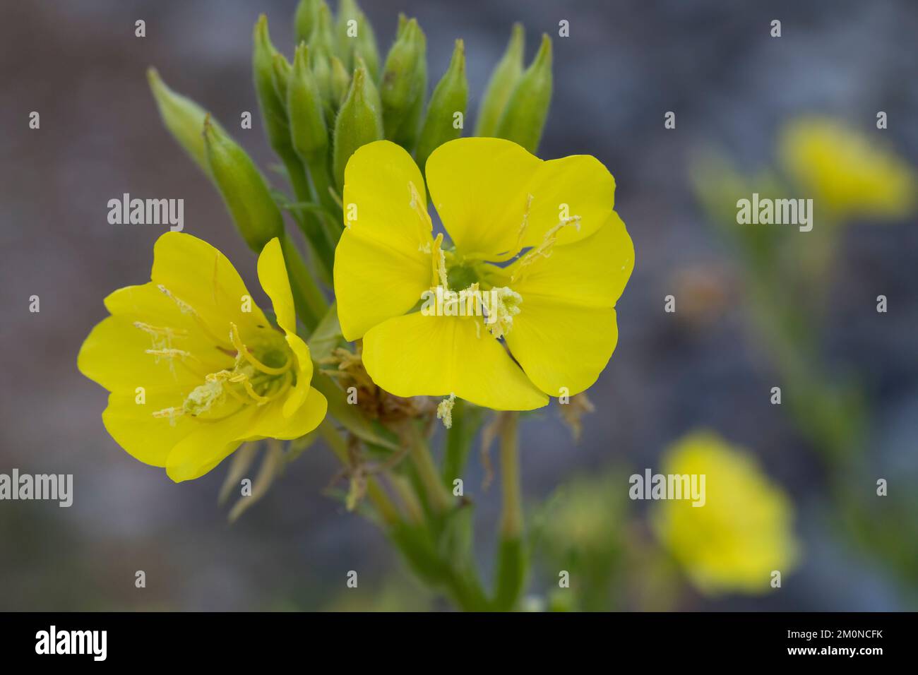 Nachtkerze, Nachtkerzen, Oenothera, Oenothera spec., Primrose du soir, Soirée-Primrose, étoile du soir, dépôt de soleil, Onagre Banque D'Images