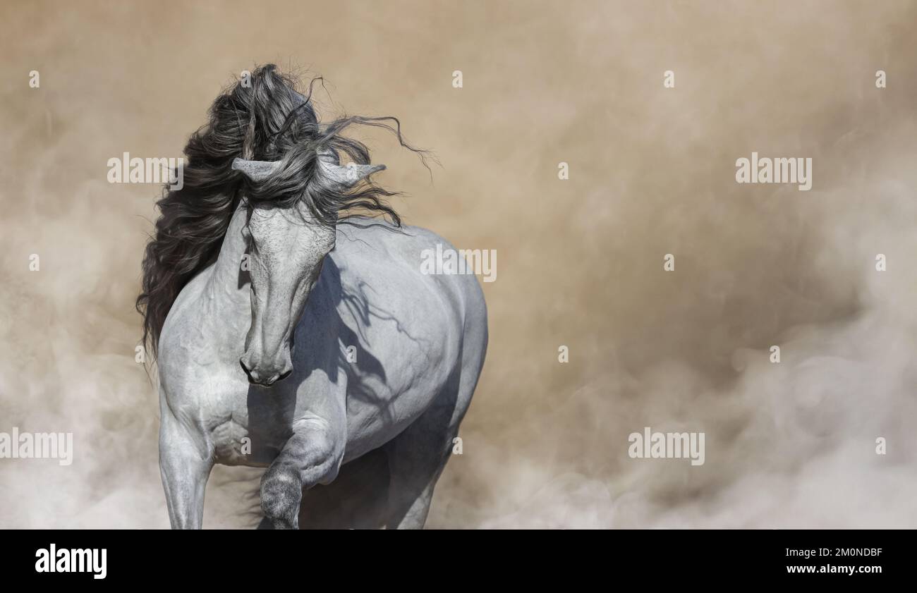 Cheval andalou blanc de race pure avec de la longue vie sombre dans la fumée légère. Photo horizontale avec espace pour le texte. Banque D'Images