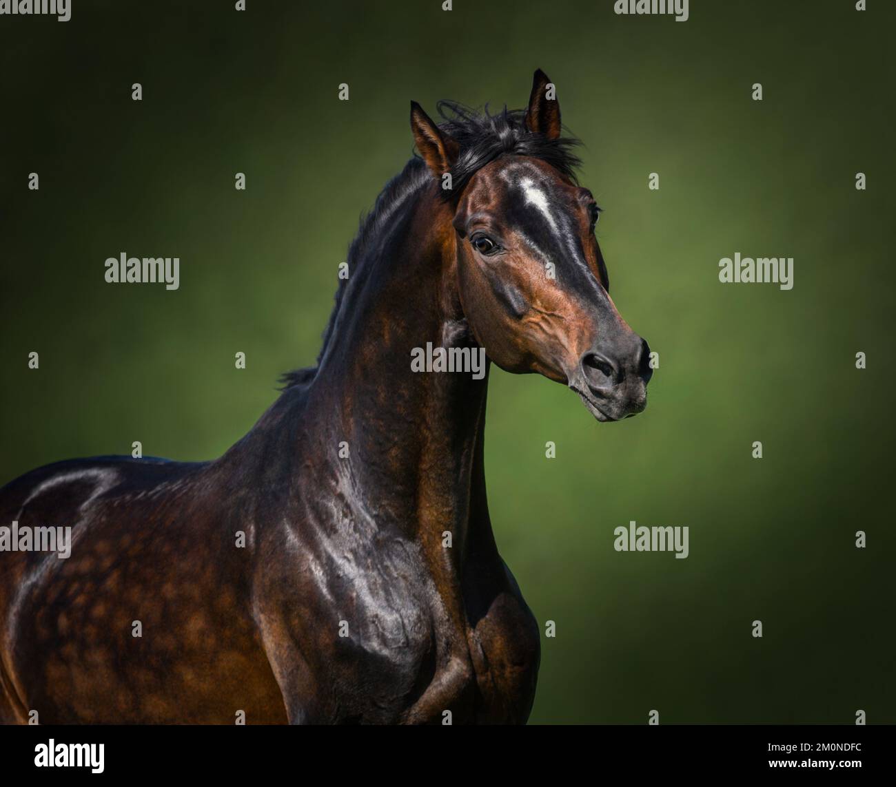 Portrait du cheval de baie Orlov-Rostopchin sur fond vert. Banque D'Images