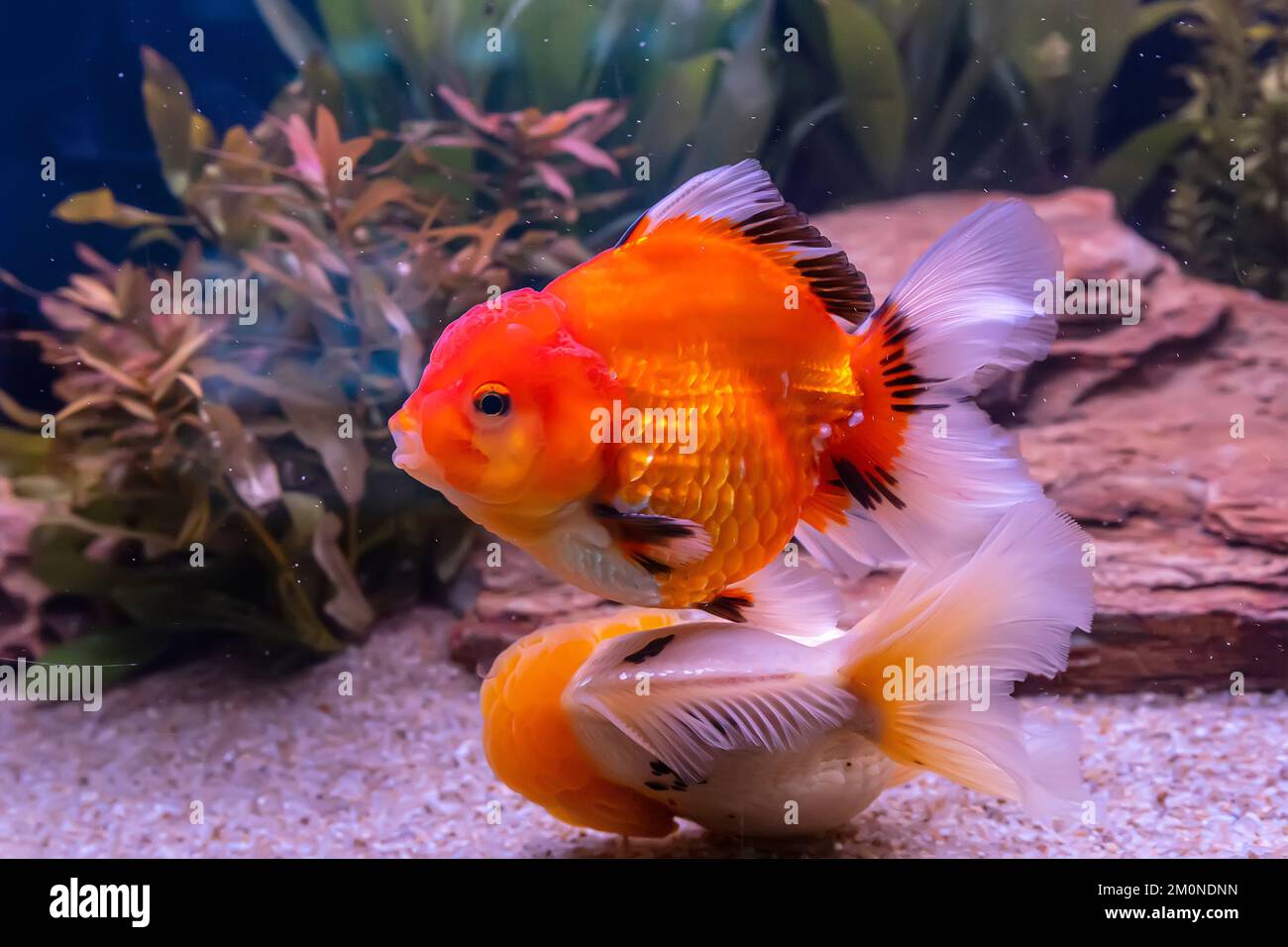 Le poisson rouge dans l'armoire sur fond de nature. Banque D'Images