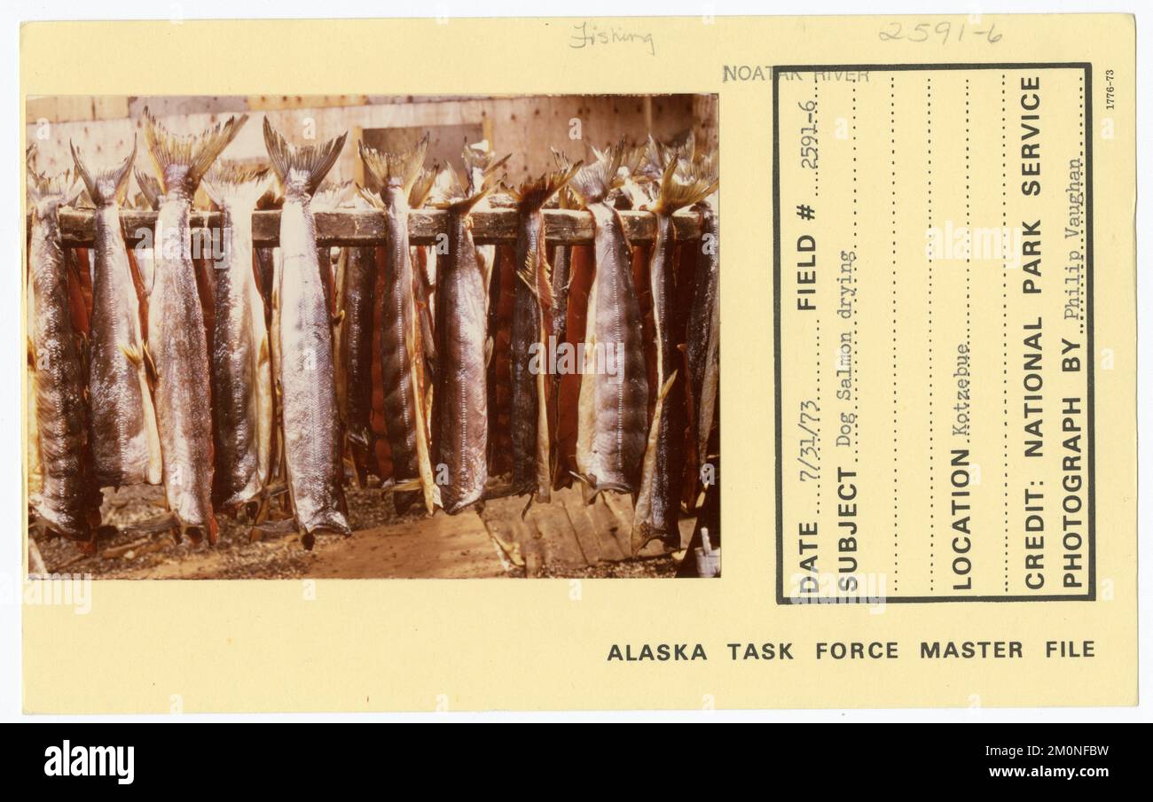 Séchage du saumon de chien. Photographies du Groupe de travail de l'Alaska Banque D'Images