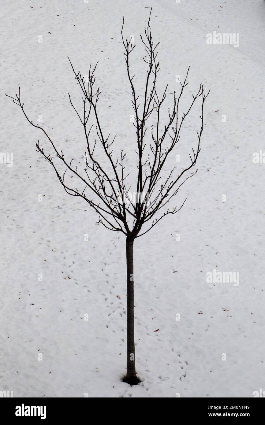 Jeune arbre plante dans la saison d'hiver Banque D'Images