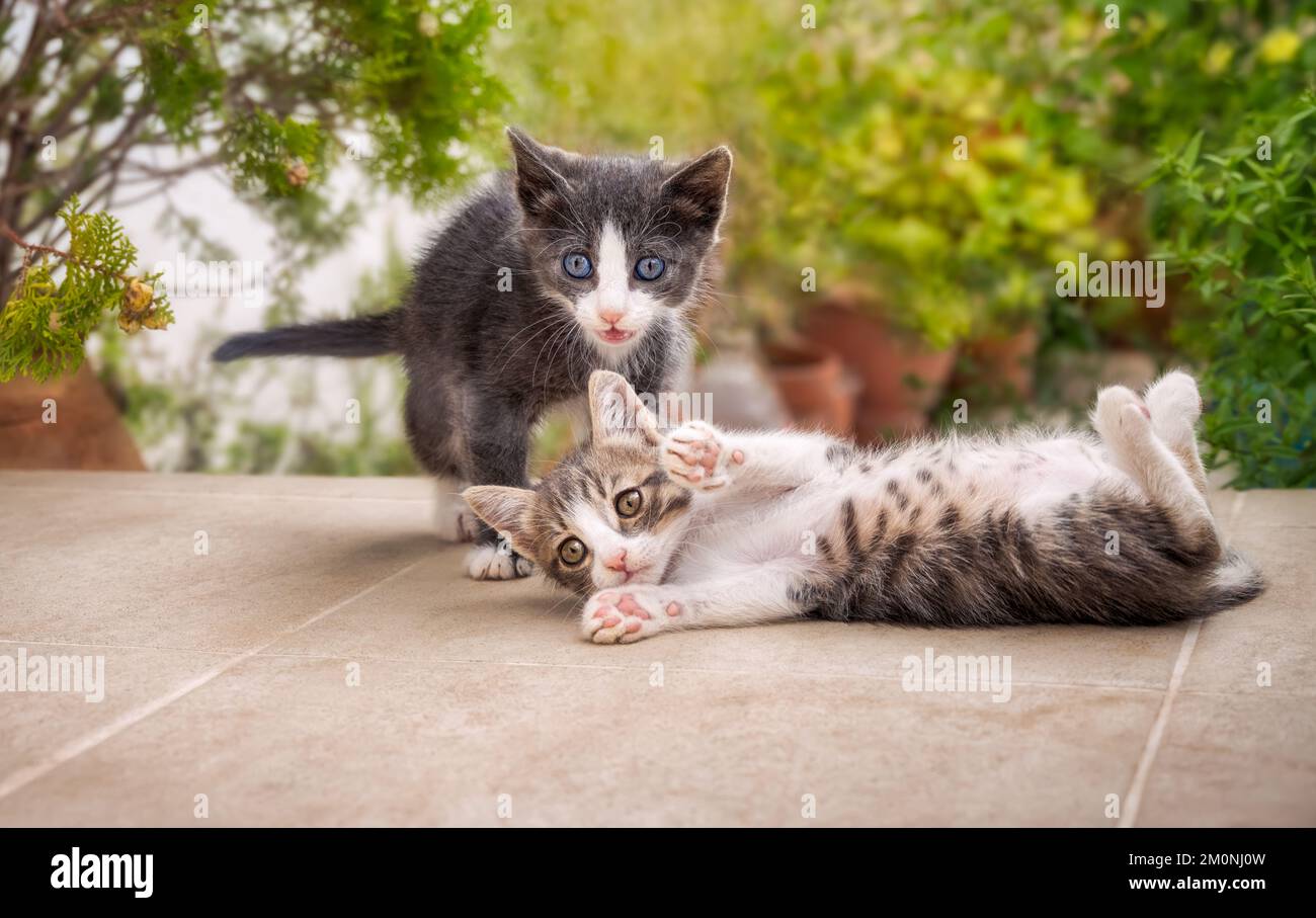 Deux chatons mignons et drôles, avec différentes couleurs de pelage, jouant ensemble dehors sur une terrasse de jardin, Grèce Banque D'Images