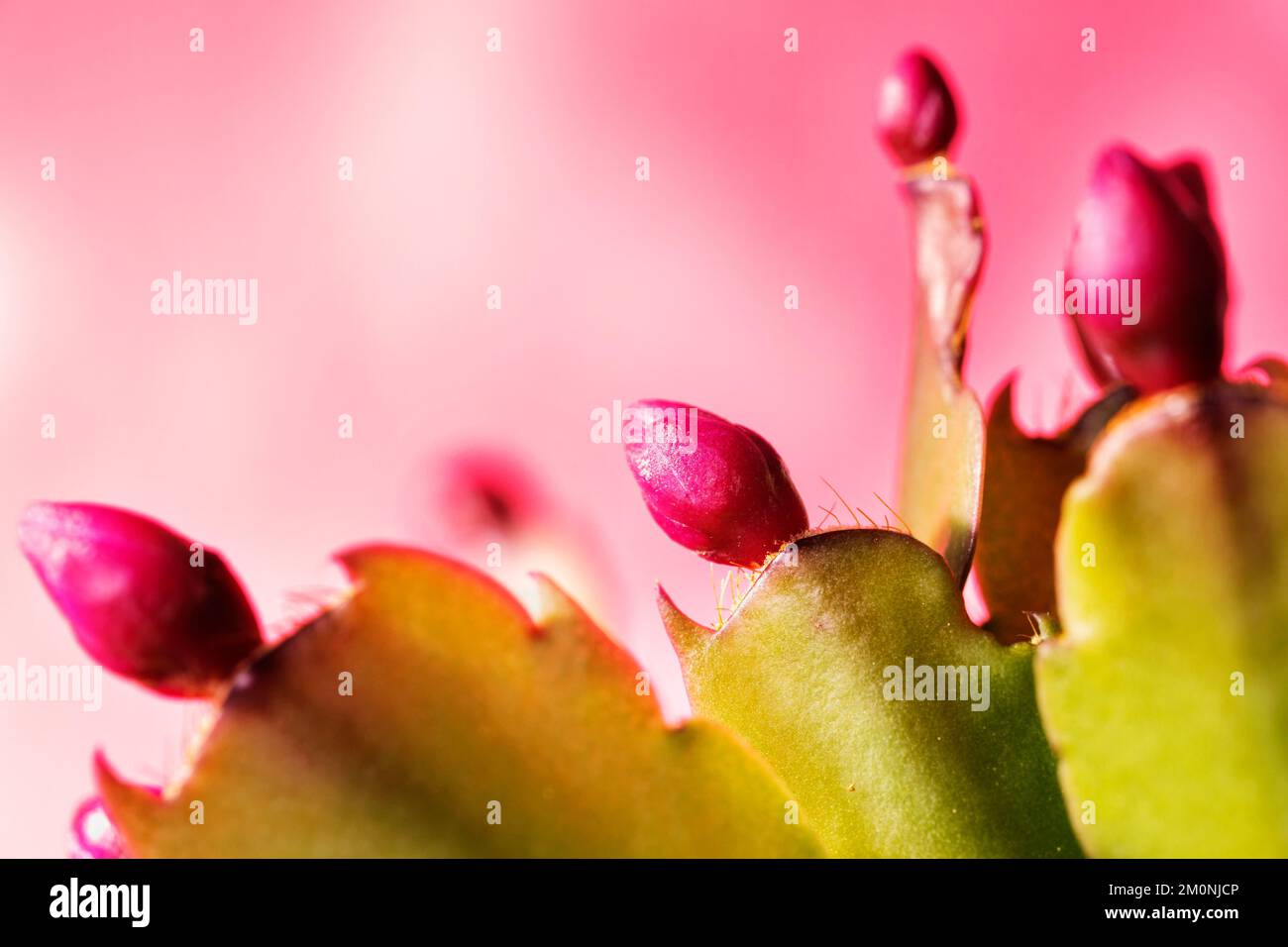 Fleurs rouges de schlumbergera plante succulente, cactus de Noël ou cactus de Thanksgiving Banque D'Images