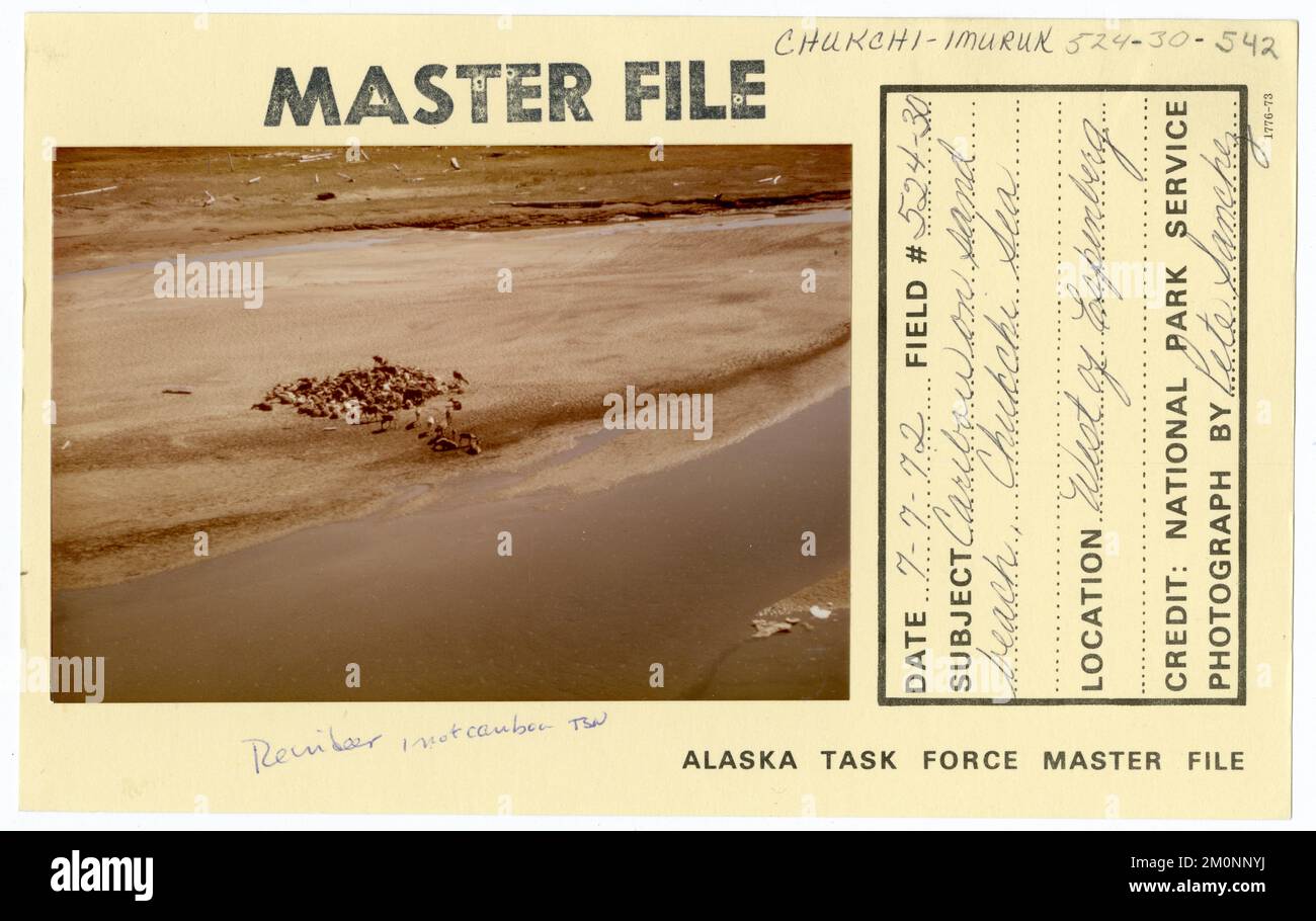 Caribou sur plage de sable. Mer de Chukchi. Photographies du Groupe de travail de l'Alaska Banque D'Images