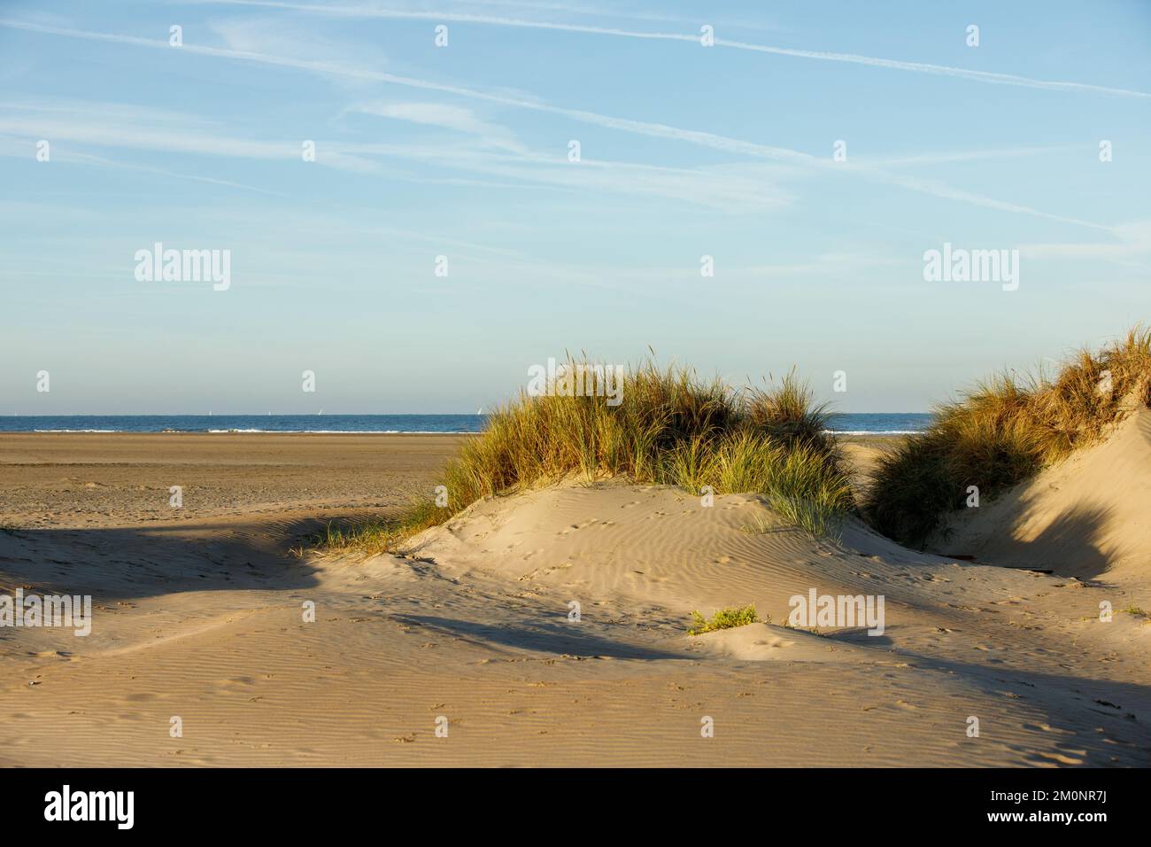Plage de sable avec des dunes solitaires surcultivées avec de l'herbe de maram à IJmuiden aux pays-Bas avec en arrière-plan la mer du Nord et le ciel magnifique rencontré Banque D'Images