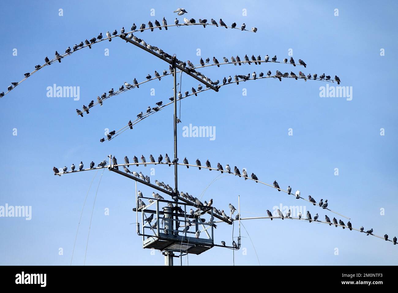 Oiseaux rassemblés : un troupeau de pigeons perchés sur une antenne de télévision Banque D'Images