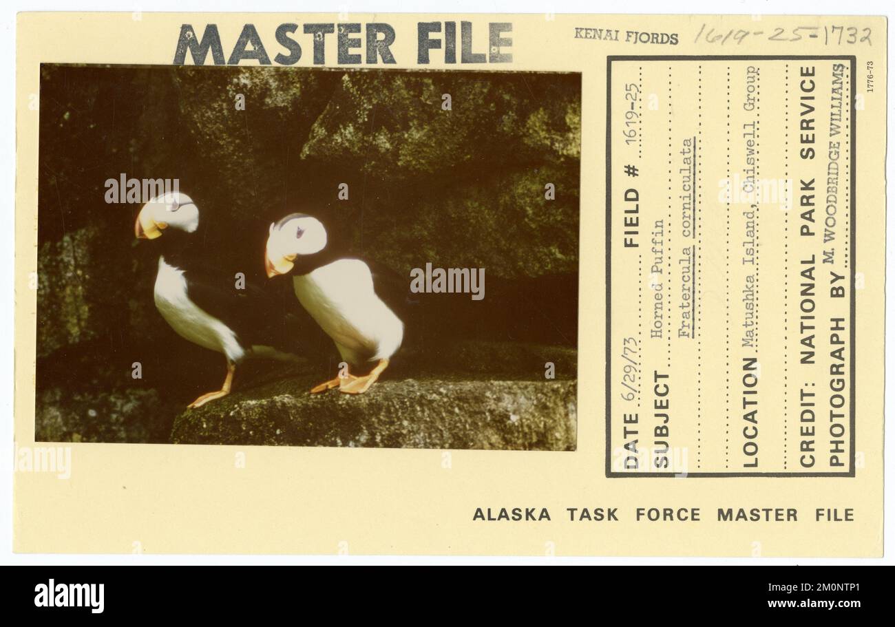 Careux à cornes Fratercula corniculata. Photographies du Groupe de travail de l'Alaska Banque D'Images