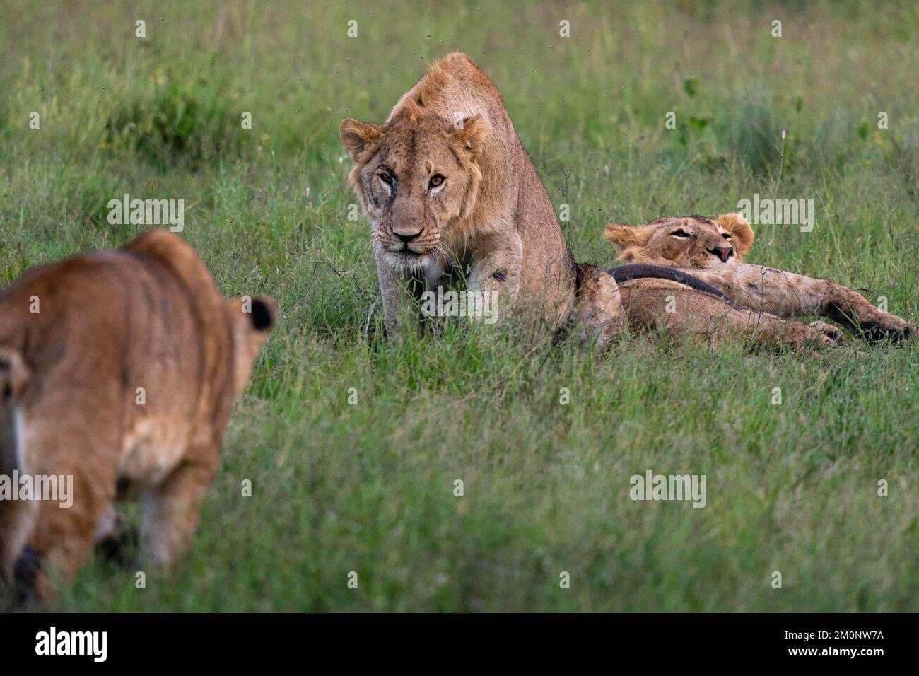 Lion (Panthera leo), zone de conservation de Ndutu, Serengeti, Tanzanie. Banque D'Images
