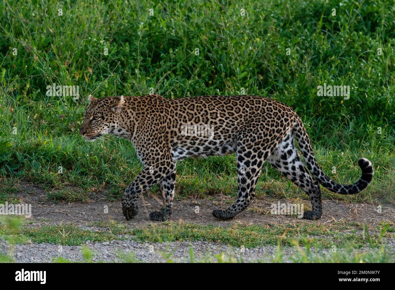 Léopard (Panthera pardus), zone de conservation de Ndutu, Serengeti, Tanzanie. Banque D'Images