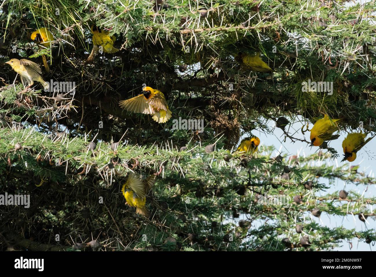 Speke's Weaver (Ploceus spekei) nichant sur un acacia, aire de conservation de Ndutu, Serengeti, Tanzanie. Banque D'Images