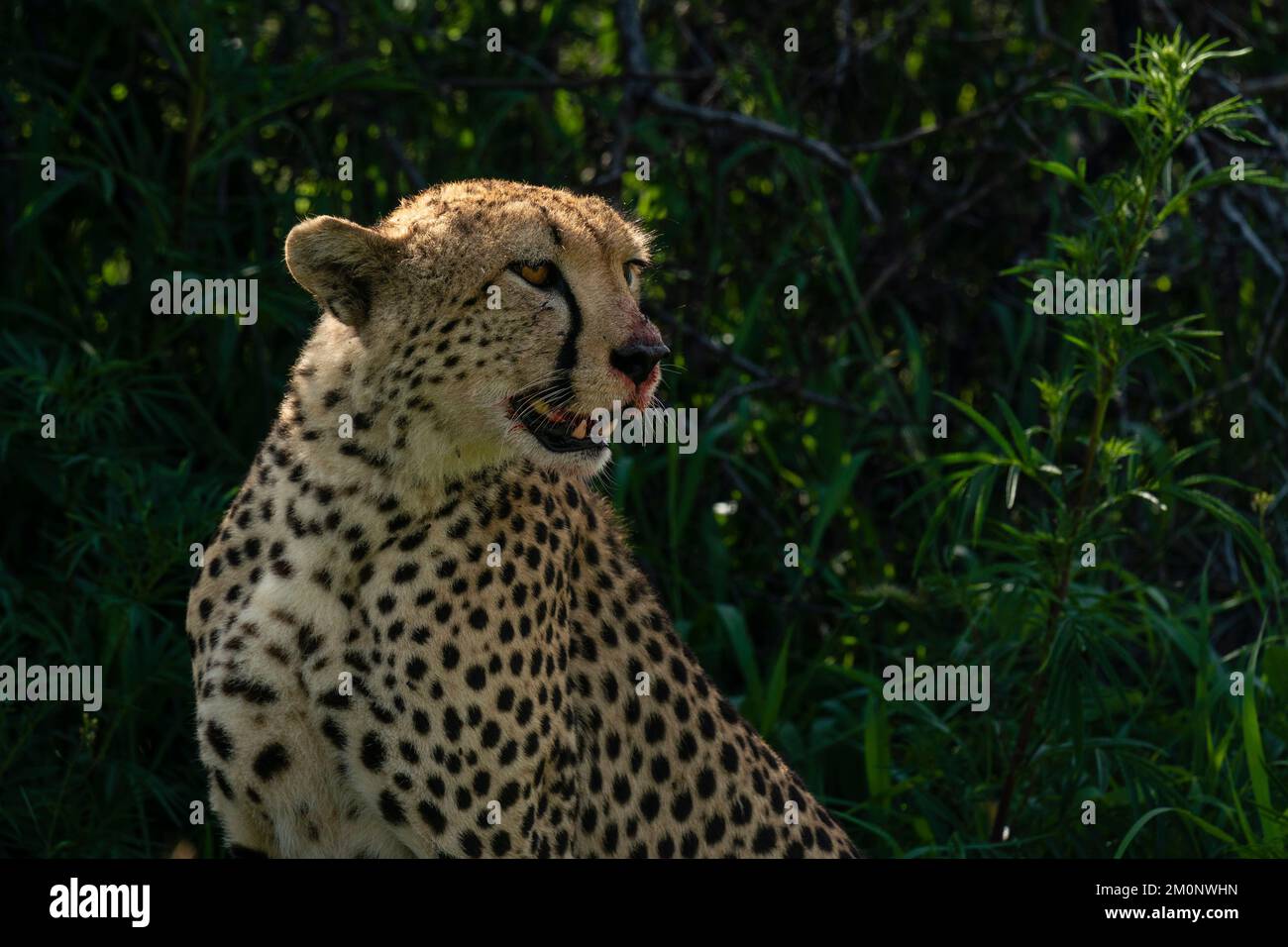 Cheetah (Acinonyx jubatus), zone de conservation de Ndutu, Serengeti, Tanzanie. Banque D'Images