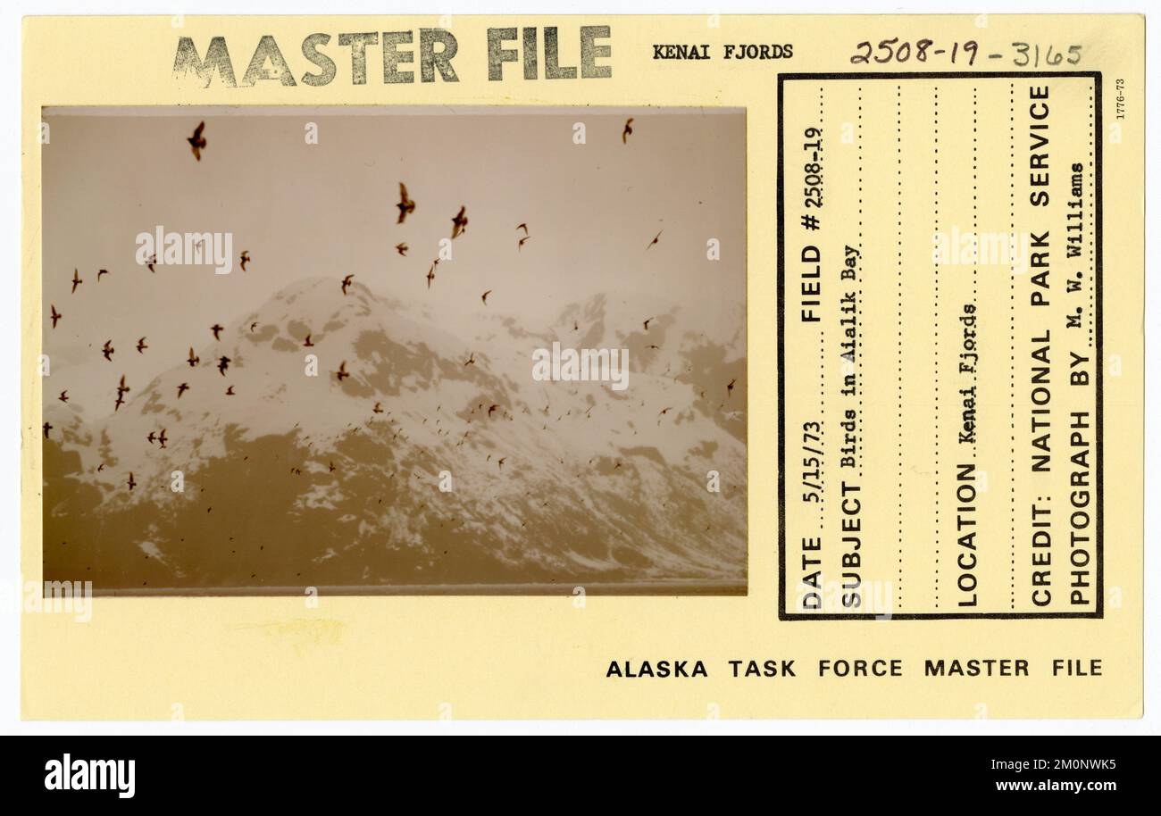 Oiseaux dans la baie d'Aialik. Photographies du Groupe de travail de l'Alaska Banque D'Images