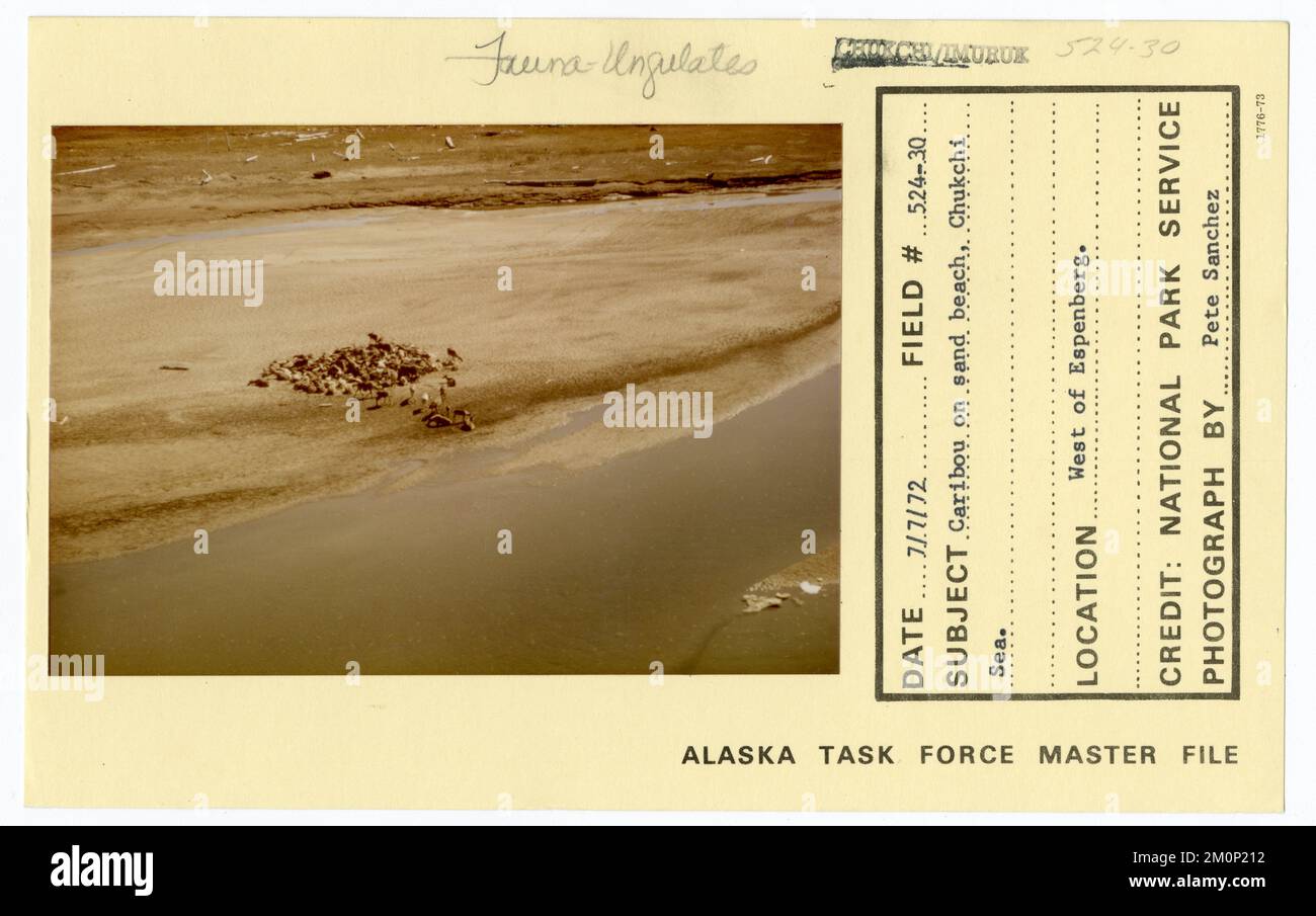 Caribou sur plage de sable, mer de Chukchi. Photographies du Groupe de travail de l'Alaska Banque D'Images