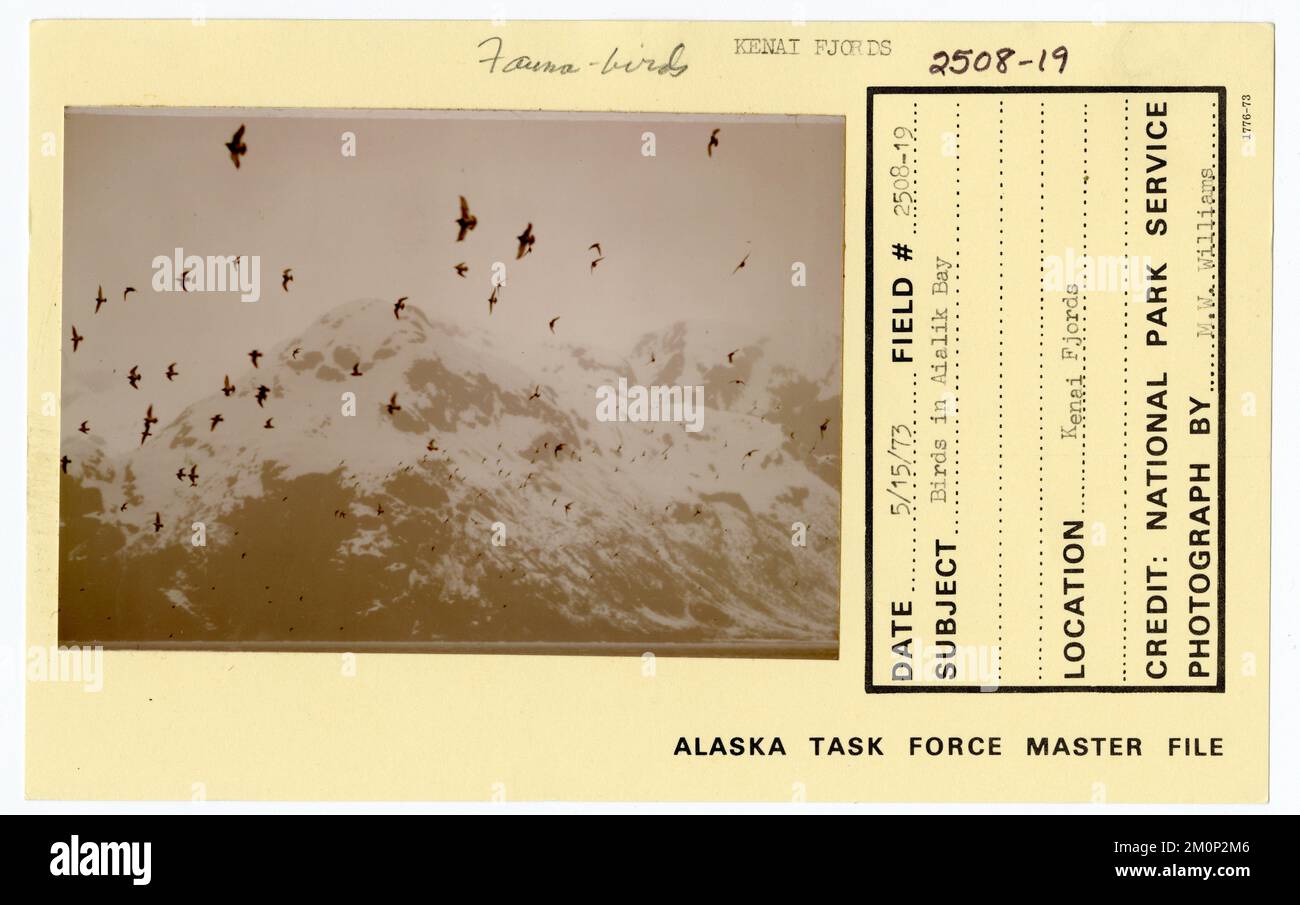 Oiseaux dans la baie d'Aialik. Photographies du Groupe de travail de l'Alaska Banque D'Images