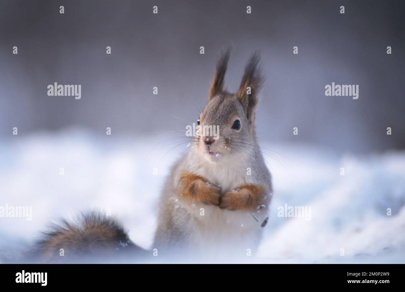 Écureuil mignon rouge en scène d'hiver avec beaucoup de neige. Se concentrer sur la pointe du nez, faible profondeur de champ. Arrière-plan flou. Banque D'Images