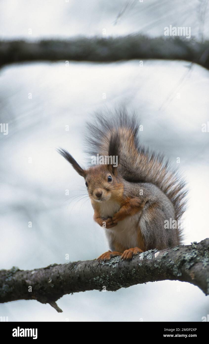 Écureuil rouge avec fourrure d'hiver grise assis sur la branche de l'arbre et regardant. Banque D'Images
