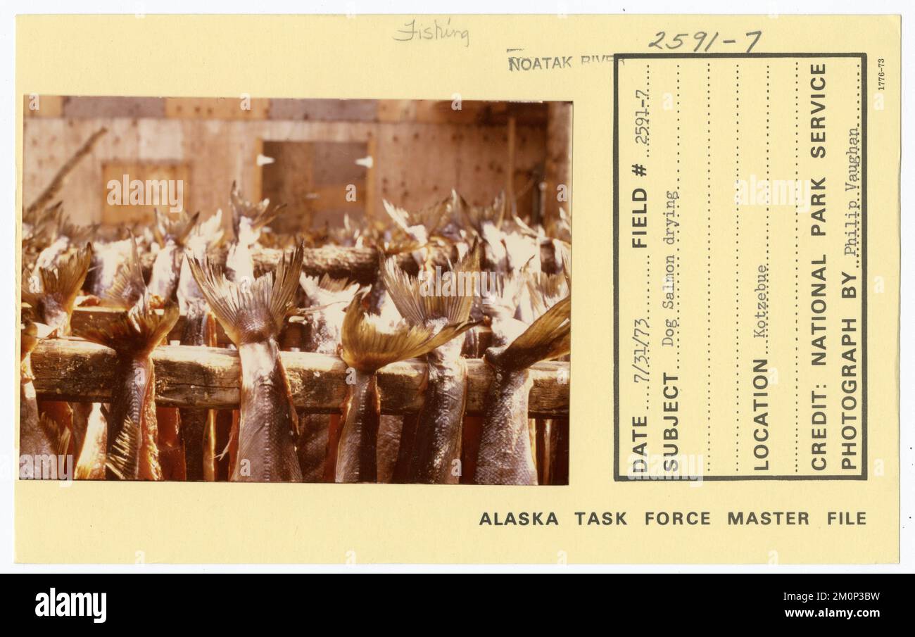Séchage du saumon de chien. Photographies du Groupe de travail de l'Alaska Banque D'Images