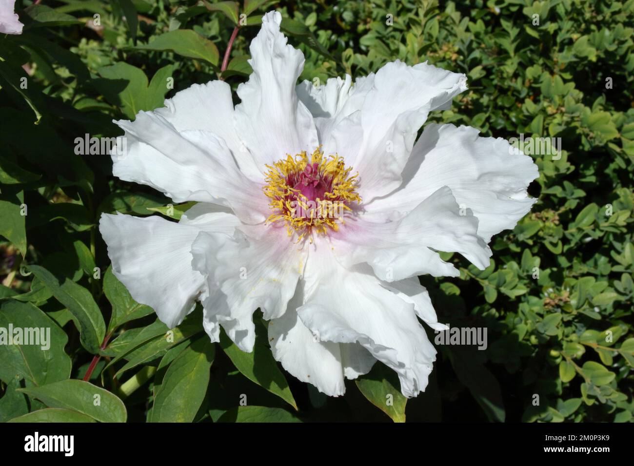 Fleur de pivoine d'arbre (Paeonia × suffruticosa 'Feng Dan Bai') Banque D'Images