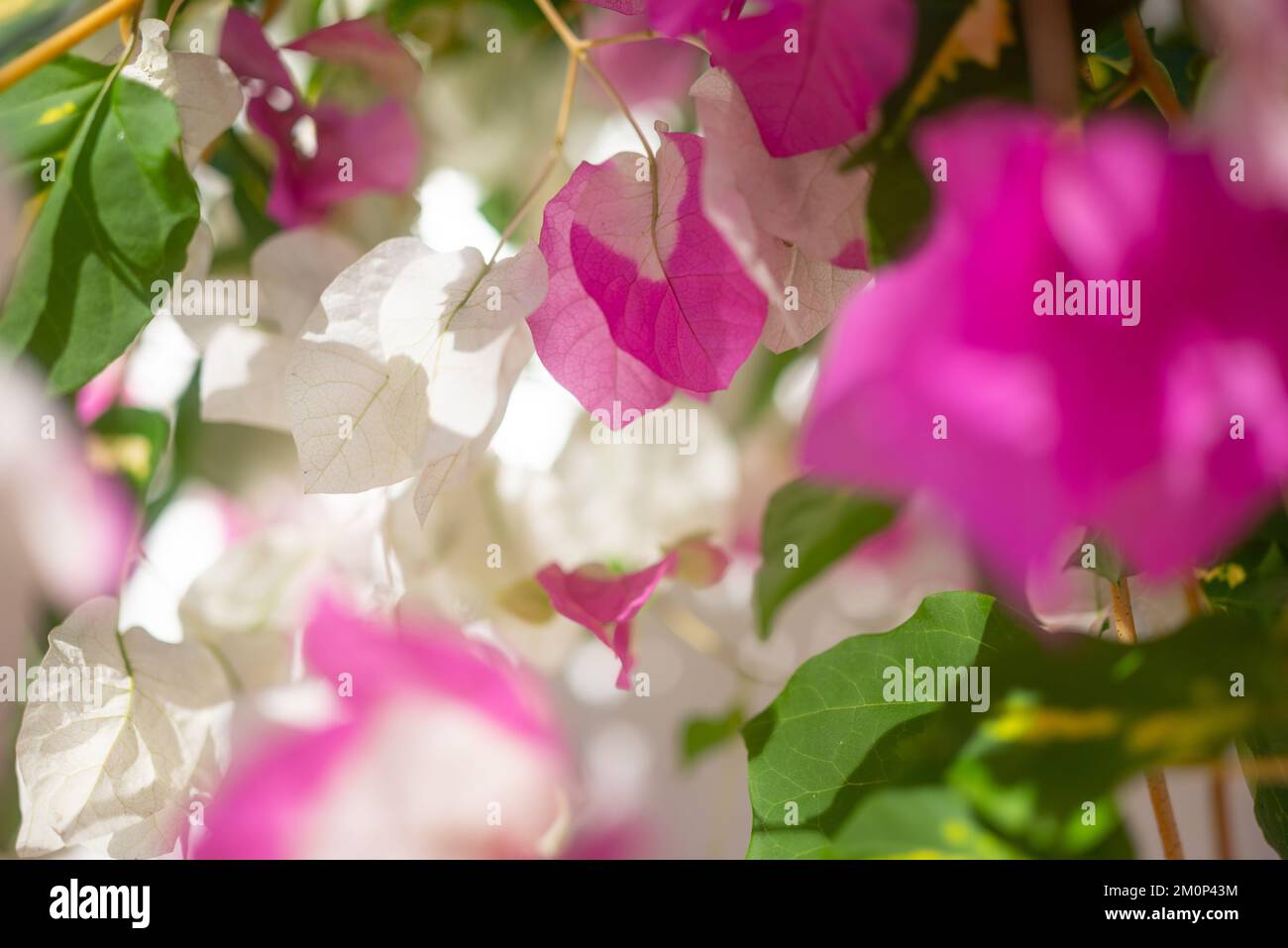 Bougainvilliers rose et blanc. Manquer l'univers Banque D'Images