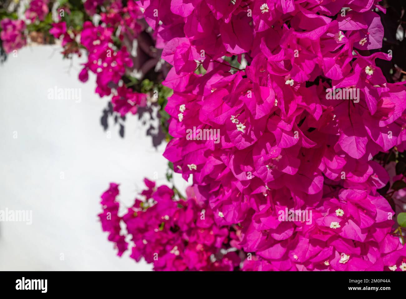 Bougainvillea rose fleurit sur fond de mur blanc le jour ensoleillé Banque D'Images