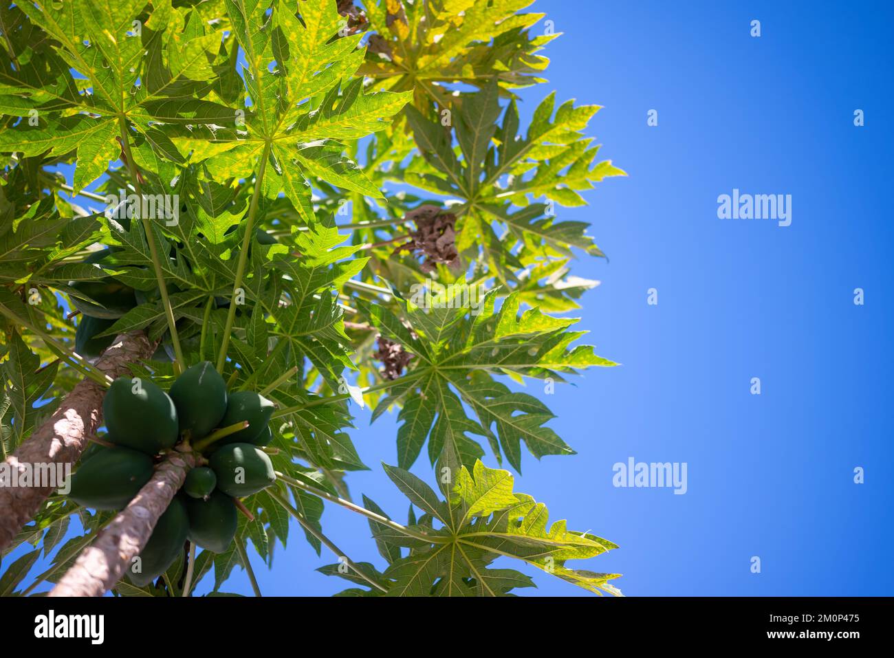 Papaye avec fruits sur fond bleu ciel. Fruits de papaye verts en croissance Banque D'Images