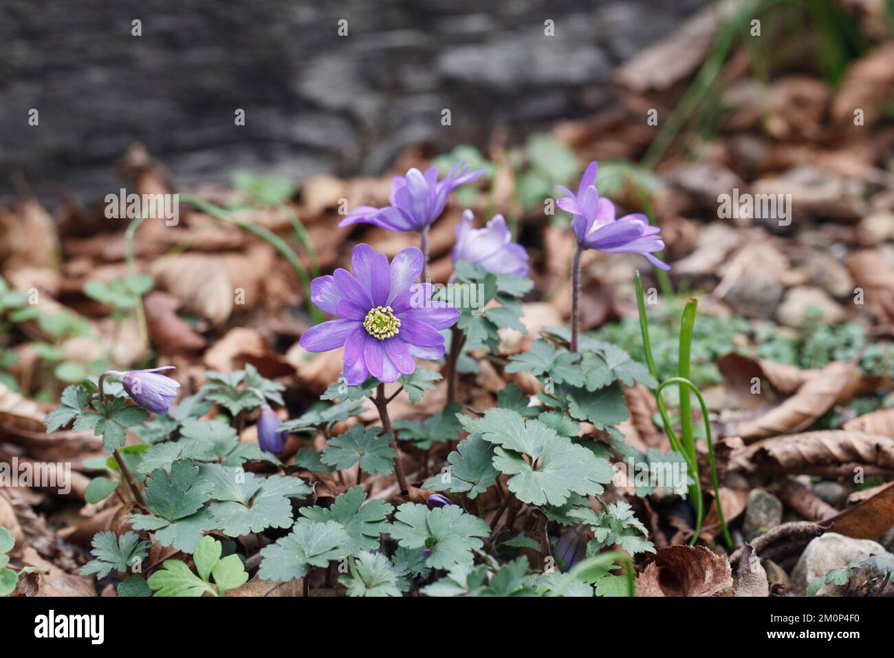 Une blanda d'anémone qui pousse sur le sol des bois. Banque D'Images