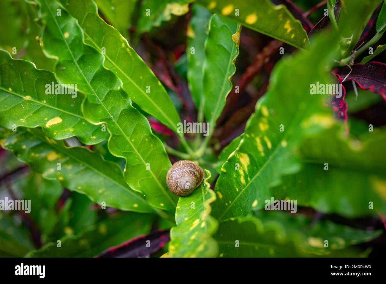 Escargot sur fond de feuilles vertes. Feuilles de croton inhabituelles aux bords ondulés Banque D'Images