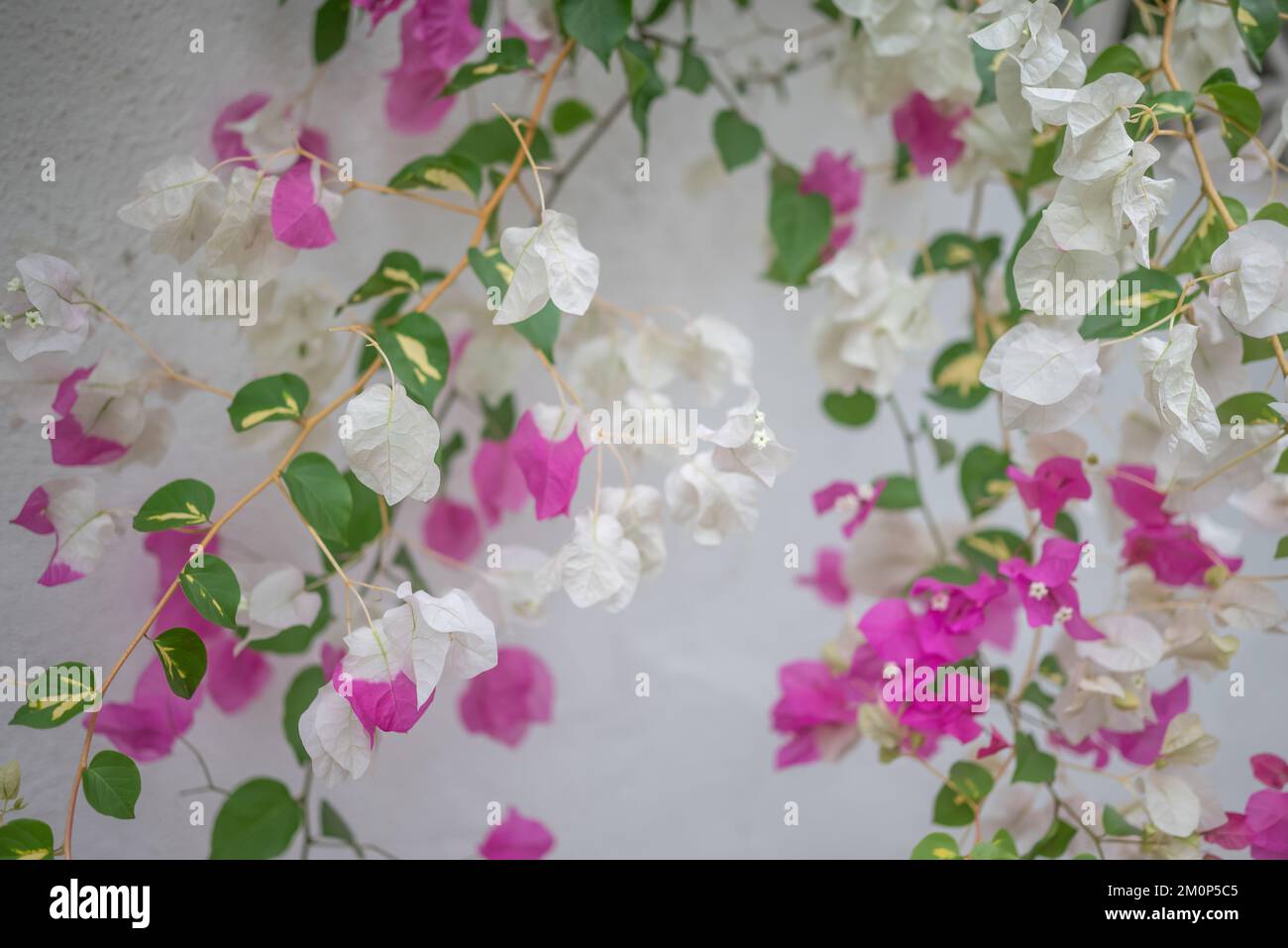 Bougainvilliers blanc rose fond de fleurs. Manquer des fleurs de l'univers sur le mur blanc Banque D'Images