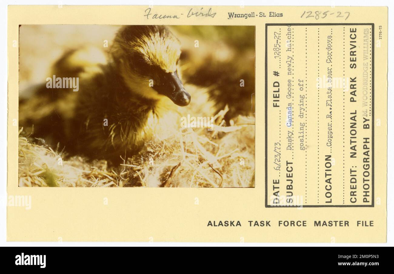 La bernache du Canada, qui vient d'être éclos, s'assèche. Photographies du Groupe de travail de l'Alaska Banque D'Images