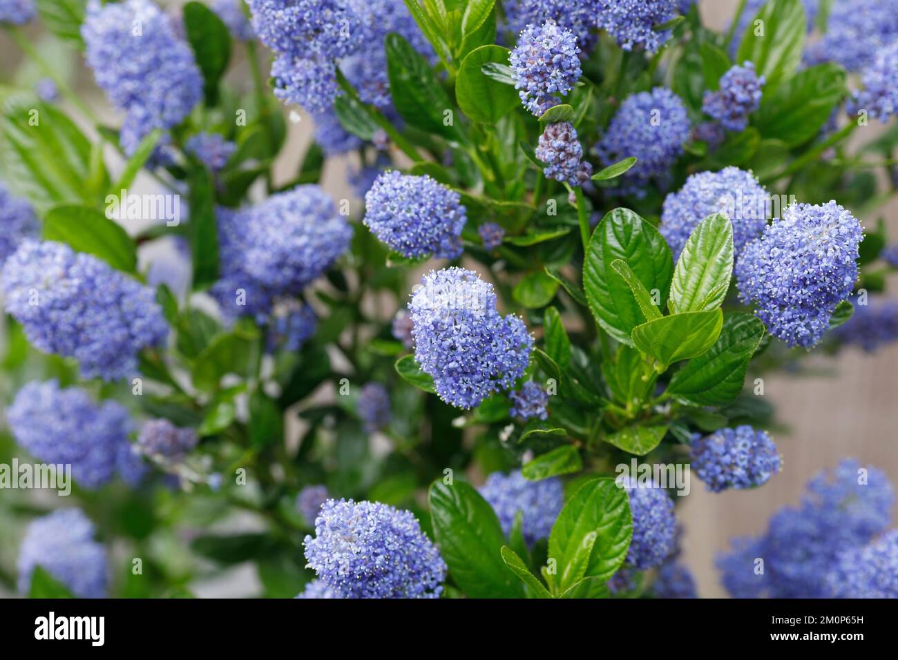 Ceanothus fleurit au printemps. Banque D'Images