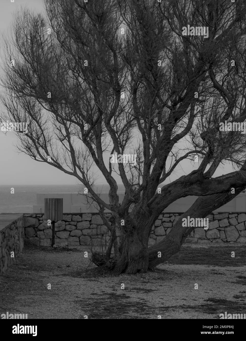 Photo en noir et blanc d'un arbre dans un parc, en hiver. Banque D'Images