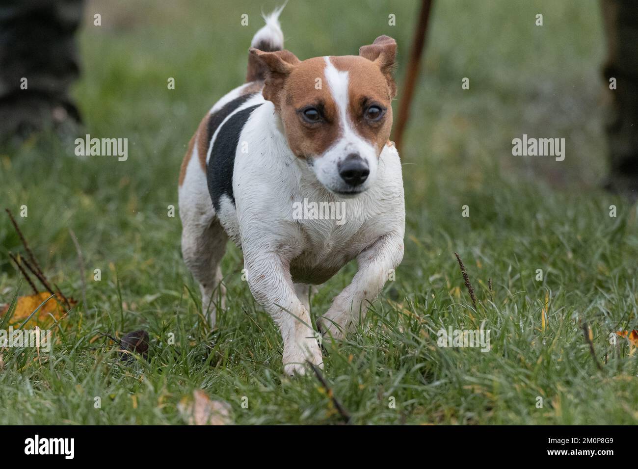 Jack Russell Terrier courant Banque D'Images