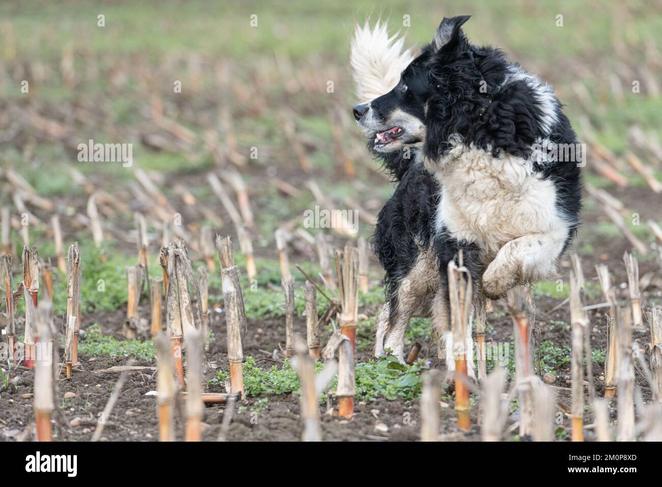 collie fonctionnant dans le champ de récolte Banque D'Images