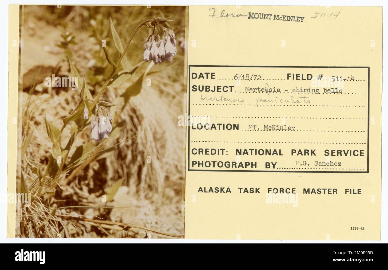 Mertensia - sonnettes mertensia paniculata. Photographies du Groupe de travail de l'Alaska Banque D'Images