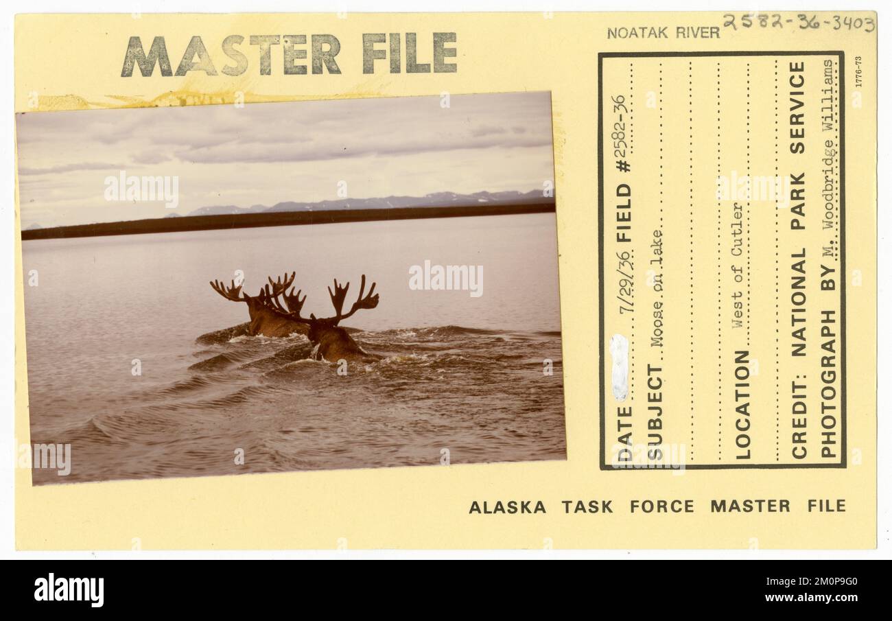 Orignal sur le lac. Photographies du Groupe de travail de l'Alaska Banque D'Images