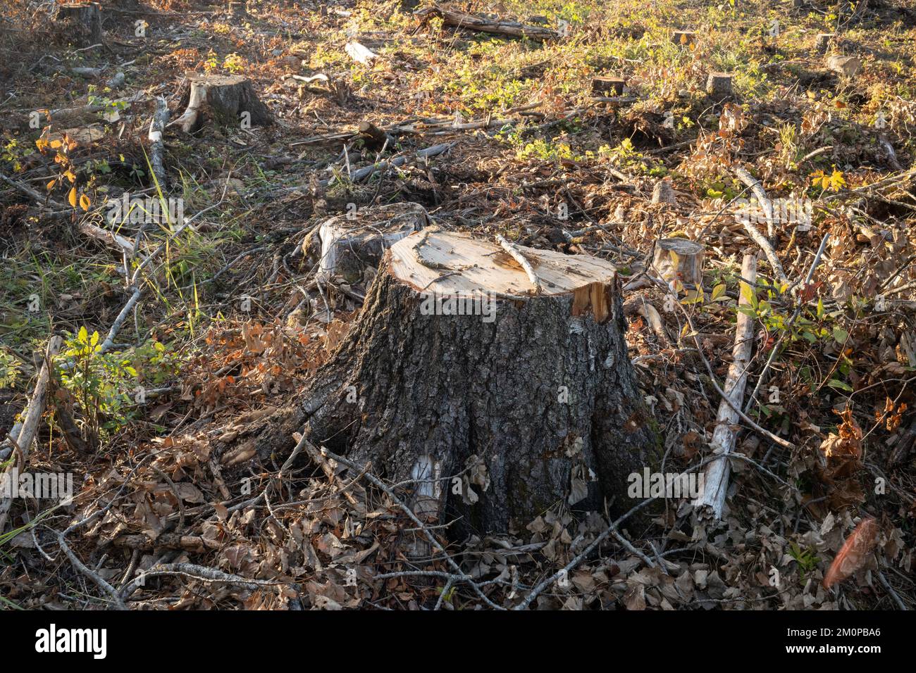 Une souche d'arbre sur une zone fraîchement coupée claire dans le sud de l'Estonie, en Europe Banque D'Images