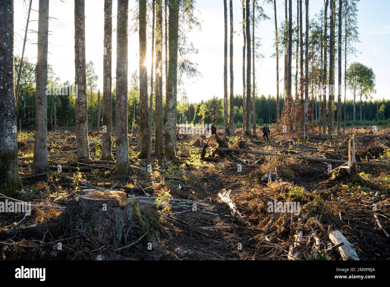 Une zone fraîche et dégagée avec quelques grands arbres d'Aspen debout laissés comme arbres de semences en Estonie, en Europe du Nord Banque D'Images