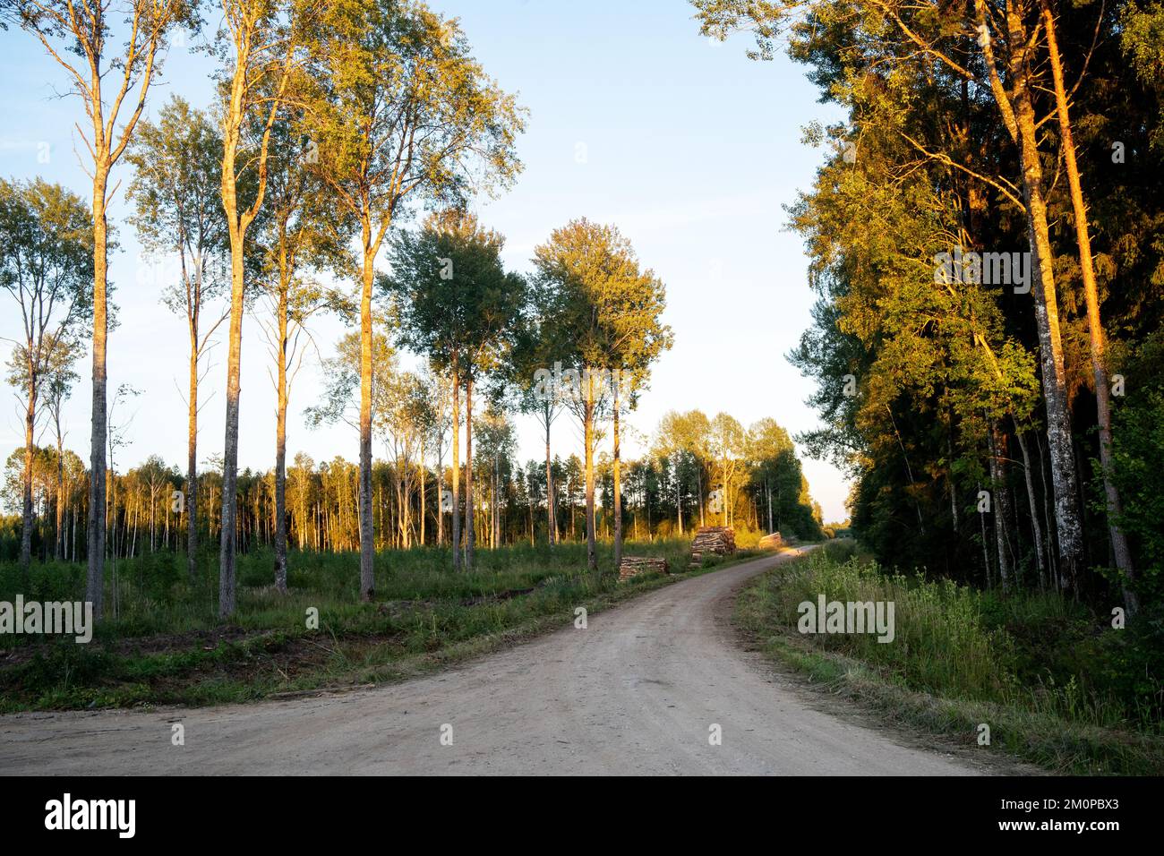 Une route de gravier au milieu d'une forêt et d'une zone dégagée lors d'une soirée d'été dans le sud de l'Estonie, en Europe Banque D'Images