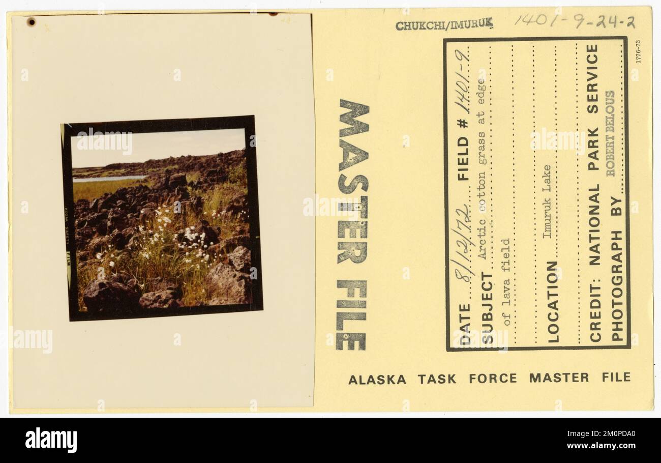 Herbe de coton arctique au bord du champ de lave. Photographies du Groupe de travail de l'Alaska Banque D'Images