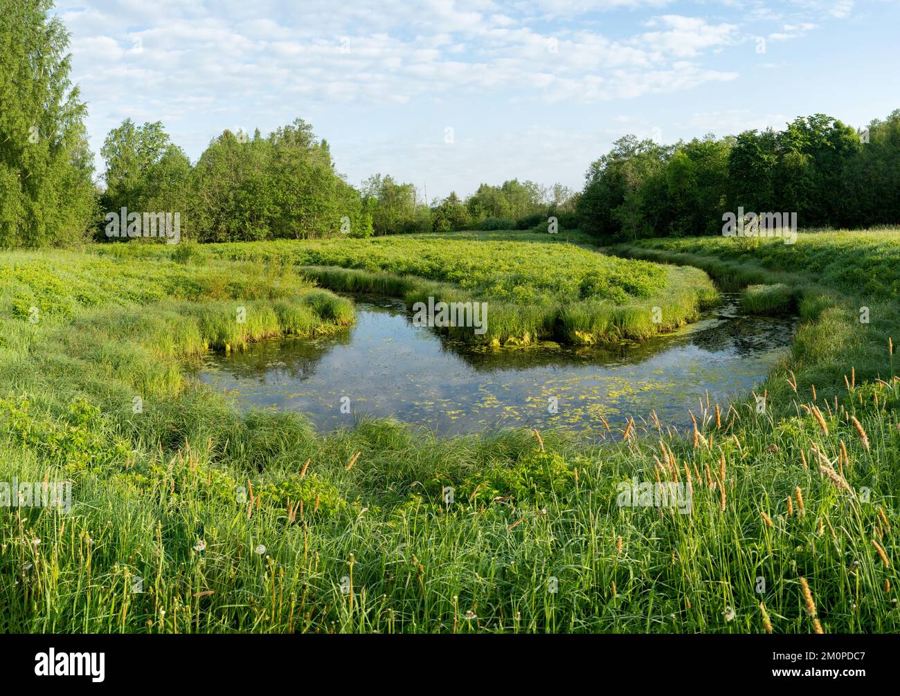 Une matinée d'été au bord d'une rivière luxuriante en Estonie, en Europe du Nord Banque D'Images
