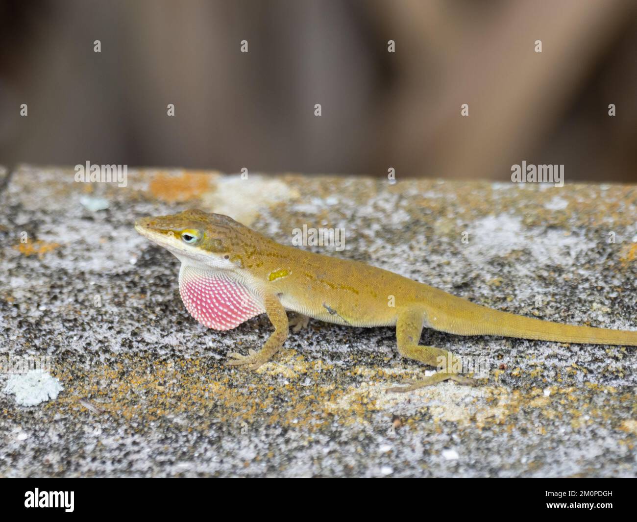 Anolis carolinensis, l'anole verte, également connue sous le nom d'anole de Caroline, anole verte de Caroline, anole américaine, anole verte américaine et anole à gorge rouge. Banque D'Images